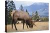 Canada, Alberta. Bull Rocky Mountain Elk in Open Savanna. Jasper-Gary Luhm-Stretched Canvas