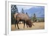 Canada, Alberta. Bull Rocky Mountain Elk in Open Savanna. Jasper-Gary Luhm-Framed Photographic Print