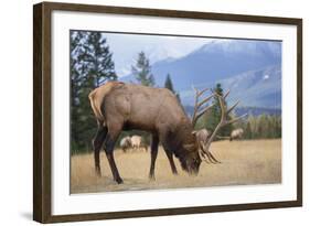 Canada, Alberta. Bull Rocky Mountain Elk in Open Savanna. Jasper-Gary Luhm-Framed Photographic Print