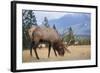 Canada, Alberta. Bull Rocky Mountain Elk in Open Savanna. Jasper-Gary Luhm-Framed Photographic Print