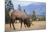 Canada, Alberta. Bull Rocky Mountain Elk in Open Savanna. Jasper-Gary Luhm-Mounted Photographic Print