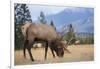 Canada, Alberta. Bull Rocky Mountain Elk in Open Savanna. Jasper-Gary Luhm-Framed Photographic Print