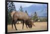 Canada, Alberta. Bull Rocky Mountain Elk in Open Savanna. Jasper-Gary Luhm-Framed Photographic Print