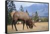 Canada, Alberta. Bull Rocky Mountain Elk in Open Savanna. Jasper-Gary Luhm-Framed Stretched Canvas