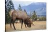 Canada, Alberta. Bull Rocky Mountain Elk in Open Savanna. Jasper-Gary Luhm-Stretched Canvas