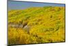 Canada, Alberta, Dunvegan. Autumn foliage in hills.-Jaynes Gallery-Mounted Photographic Print