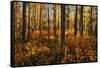 Canada, Alberta, Elk Island National Park. Aspen forest in autumn color.-Jaynes Gallery-Framed Stretched Canvas
