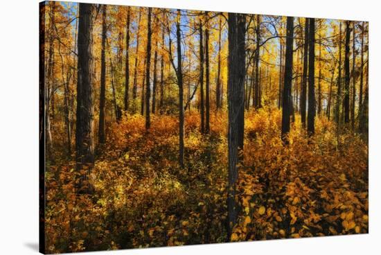 Canada, Alberta, Elk Island National Park. Aspen forest in autumn color.-Jaynes Gallery-Stretched Canvas