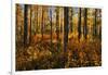 Canada, Alberta, Elk Island National Park. Aspen forest in autumn color.-Jaynes Gallery-Framed Photographic Print