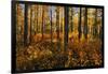 Canada, Alberta, Elk Island National Park. Aspen forest in autumn color.-Jaynes Gallery-Framed Photographic Print