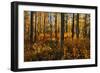 Canada, Alberta, Elk Island National Park. Aspen forest in autumn color.-Jaynes Gallery-Framed Photographic Print