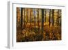 Canada, Alberta, Elk Island National Park. Aspen forest in autumn color.-Jaynes Gallery-Framed Photographic Print