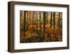 Canada, Alberta, Elk Island National Park. Aspen forest in autumn color.-Jaynes Gallery-Framed Photographic Print