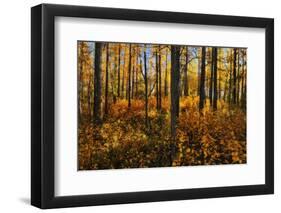 Canada, Alberta, Elk Island National Park. Aspen forest in autumn color.-Jaynes Gallery-Framed Photographic Print