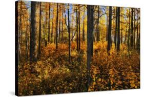 Canada, Alberta, Elk Island National Park. Aspen forest in autumn color.-Jaynes Gallery-Stretched Canvas