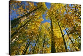 Canada, Alberta, Elk Island National Park. Autumn in aspen forest.-Jaynes Gallery-Stretched Canvas