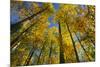 Canada, Alberta, Elk Island National Park. Autumn in aspen forest.-Jaynes Gallery-Mounted Photographic Print