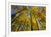 Canada, Alberta, Elk Island National Park. Autumn in aspen forest.-Jaynes Gallery-Framed Photographic Print