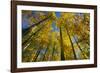 Canada, Alberta, Elk Island National Park. Autumn in aspen forest.-Jaynes Gallery-Framed Photographic Print