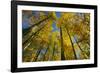 Canada, Alberta, Elk Island National Park. Autumn in aspen forest.-Jaynes Gallery-Framed Photographic Print