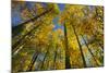 Canada, Alberta, Elk Island National Park. Autumn in aspen forest.-Jaynes Gallery-Mounted Photographic Print