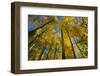 Canada, Alberta, Elk Island National Park. Autumn in aspen forest.-Jaynes Gallery-Framed Photographic Print