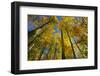 Canada, Alberta, Elk Island National Park. Autumn in aspen forest.-Jaynes Gallery-Framed Photographic Print