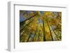 Canada, Alberta, Elk Island National Park. Autumn in aspen forest.-Jaynes Gallery-Framed Photographic Print