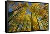 Canada, Alberta, Elk Island National Park. Autumn in aspen forest.-Jaynes Gallery-Framed Stretched Canvas