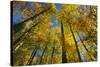 Canada, Alberta, Elk Island National Park. Autumn in aspen forest.-Jaynes Gallery-Stretched Canvas