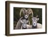 Canada, Alberta, Jasper. Bighorn sheep ram with juveniles.-Yuri Choufour-Framed Photographic Print