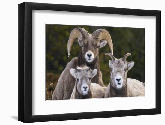 Canada, Alberta, Jasper. Bighorn sheep ram with juveniles.-Yuri Choufour-Framed Photographic Print