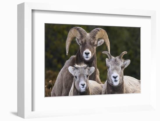 Canada, Alberta, Jasper. Bighorn sheep ram with juveniles.-Yuri Choufour-Framed Photographic Print