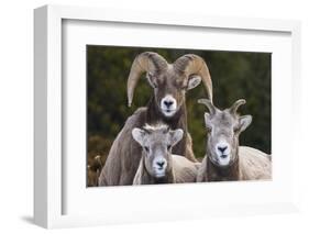 Canada, Alberta, Jasper. Bighorn sheep ram with juveniles.-Yuri Choufour-Framed Photographic Print