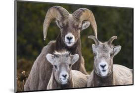 Canada, Alberta, Jasper. Bighorn sheep ram with juveniles.-Yuri Choufour-Mounted Photographic Print