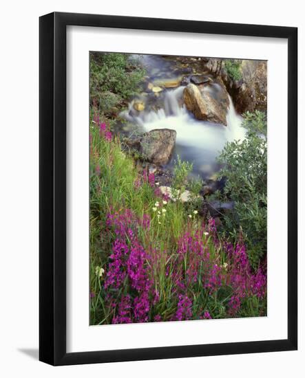 Canada, Alberta, Jasper National Park, Fireweed in Bloom Along Tangle Creek-John Barger-Framed Photographic Print