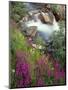 Canada, Alberta, Jasper National Park, Fireweed in Bloom Along Tangle Creek-John Barger-Mounted Photographic Print