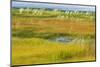 Canada, Alberta, Jasper National Park. Grasses in a Wetland Habitat-Jaynes Gallery-Mounted Photographic Print