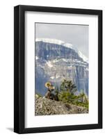 Canada, Alberta, Jasper NP, Bighorn Sheep Ram (Ovis Canadensis)-Jamie & Judy Wild-Framed Photographic Print