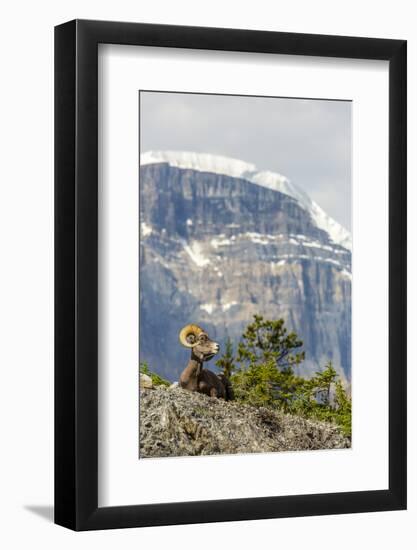 Canada, Alberta, Jasper NP, Bighorn Sheep Ram (Ovis Canadensis)-Jamie & Judy Wild-Framed Photographic Print