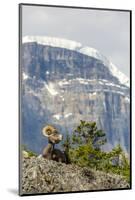 Canada, Alberta, Jasper NP, Bighorn Sheep Ram (Ovis Canadensis)-Jamie & Judy Wild-Mounted Photographic Print