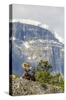 Canada, Alberta, Jasper NP, Bighorn Sheep Ram (Ovis Canadensis)-Jamie & Judy Wild-Stretched Canvas