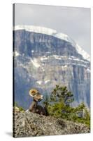 Canada, Alberta, Jasper NP, Bighorn Sheep Ram (Ovis Canadensis)-Jamie & Judy Wild-Stretched Canvas