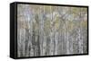 Canada, Alberta. Quaking Aspen Fores in Jasper National Park-Gary Luhm-Framed Stretched Canvas