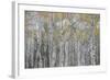 Canada, Alberta. Quaking Aspen Fores in Jasper National Park-Gary Luhm-Framed Photographic Print