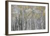 Canada, Alberta. Quaking Aspen Fores in Jasper National Park-Gary Luhm-Framed Photographic Print