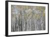 Canada, Alberta. Quaking Aspen Fores in Jasper National Park-Gary Luhm-Framed Photographic Print