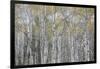 Canada, Alberta. Quaking Aspen Fores in Jasper National Park-Gary Luhm-Framed Photographic Print