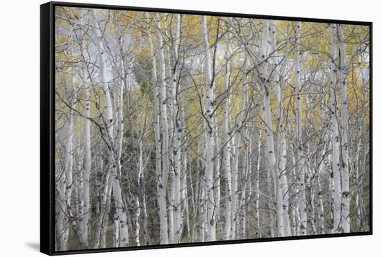 Canada, Alberta. Quaking Aspen Fores in Jasper National Park-Gary Luhm-Framed Stretched Canvas