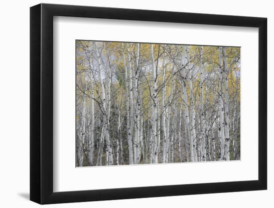 Canada, Alberta. Quaking Aspen Fores in Jasper National Park-Gary Luhm-Framed Photographic Print